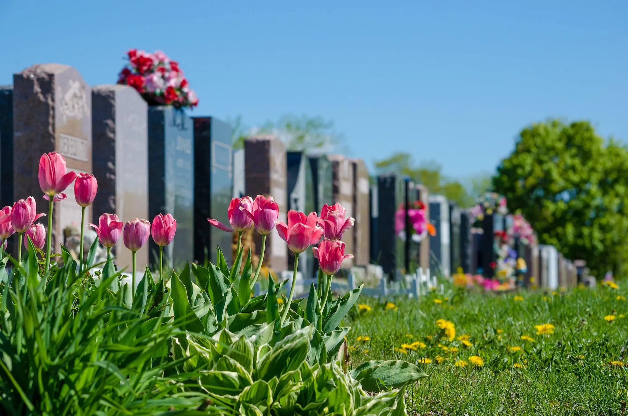 Rangée de stèles et monuments funéraires dans un cimetière verdoyant bordé de tulipes roses au printemps